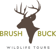 BrushBuck Wildlife Tours Logo