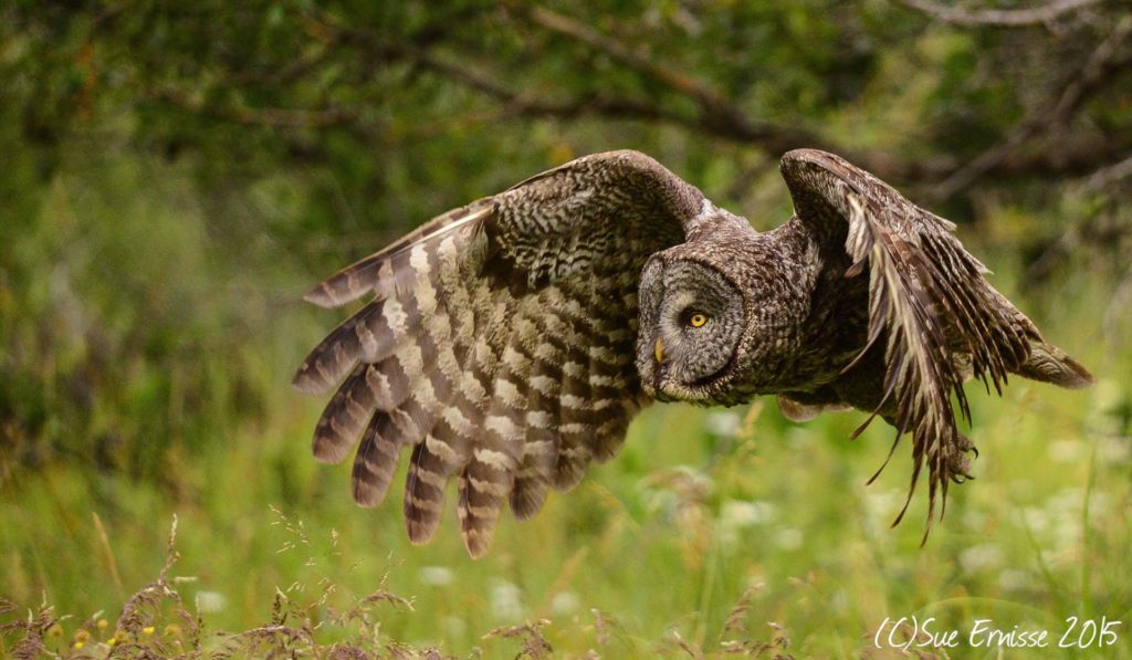 Owl in Yellowstone