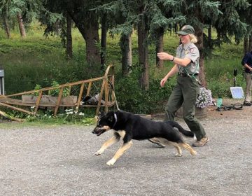 Alaska Tours Sled Dog Visit Denali National Park