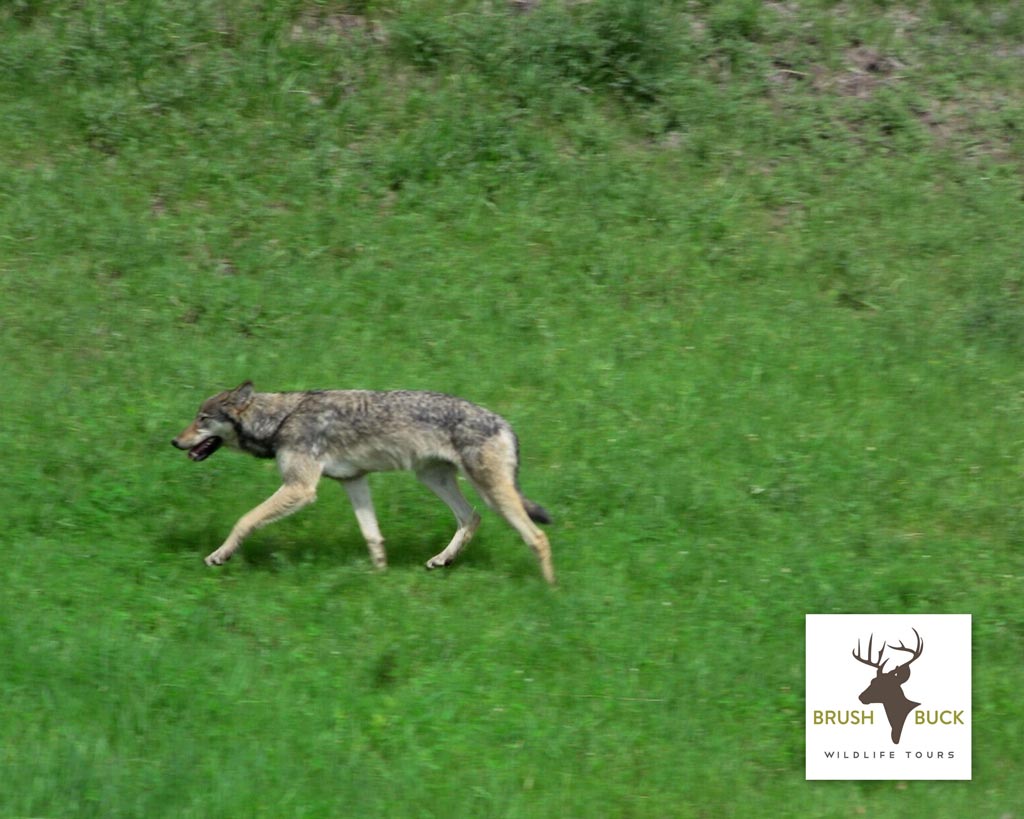 A lone gray wolf walking through tall grass in Lamar Valley, Yellowstone National Park.
