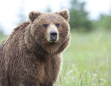 Brown Bear Observation