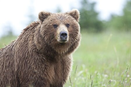 Brown Bear Observation