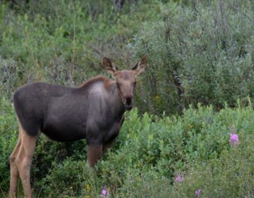 Moose in Alaska