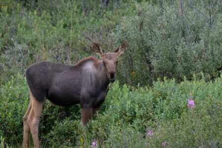 Moose in Alaska